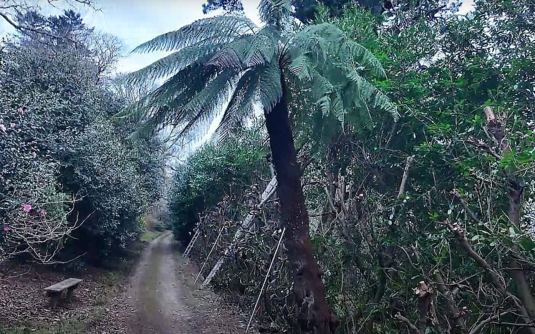 Laurel hedge trimming & tree ferns