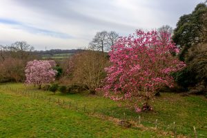Magnolia ‘Kew’s Surprise’