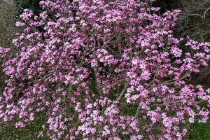 Magnolia ‘Kew’s Surprise’