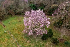 Magnolia ‘Caerhays Belle’