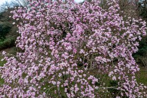 Magnolia ‘Caerhays Belle’