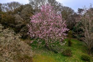 Magnolia sprengeri var diva