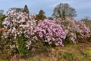 Mixed Magnolia seedlings