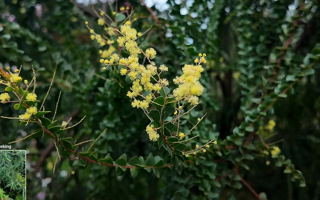 Acacias in flower now