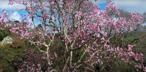 Drone spring gardens