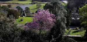 Drone spring gardens