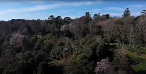 Drone spring gardens