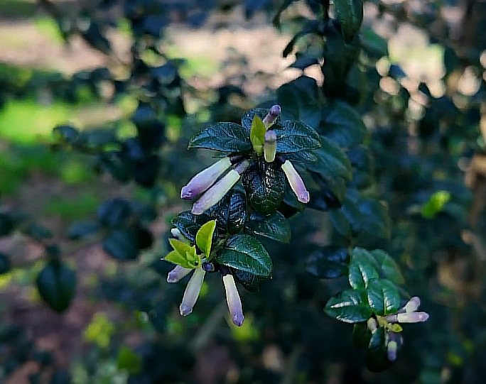 Rhaphithamnus spinosus