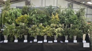 Conifer Stand