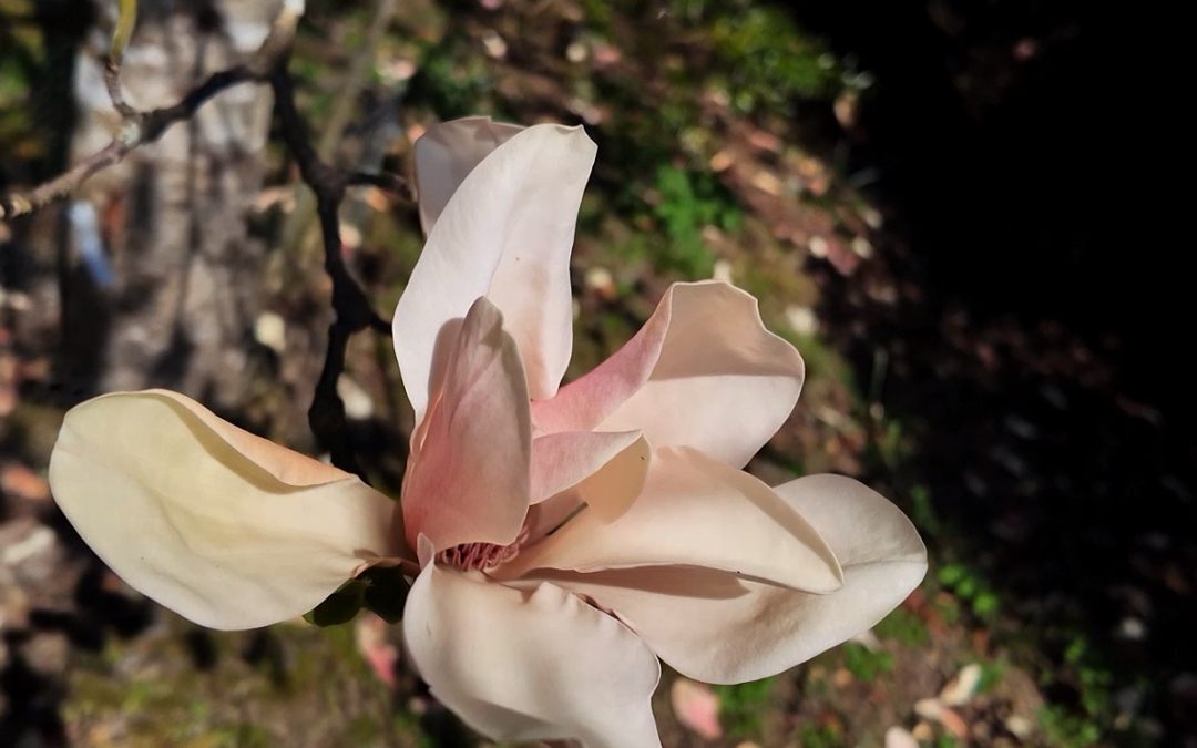 Magnolia Flower Colours