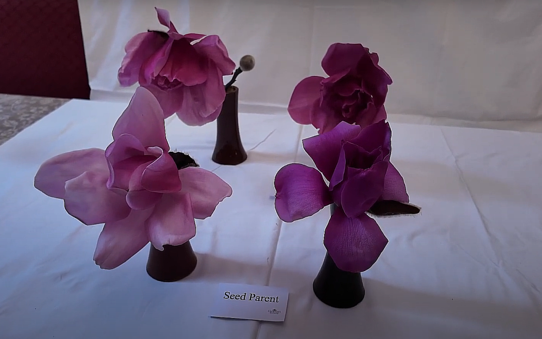 Making a Magnolia hybrid