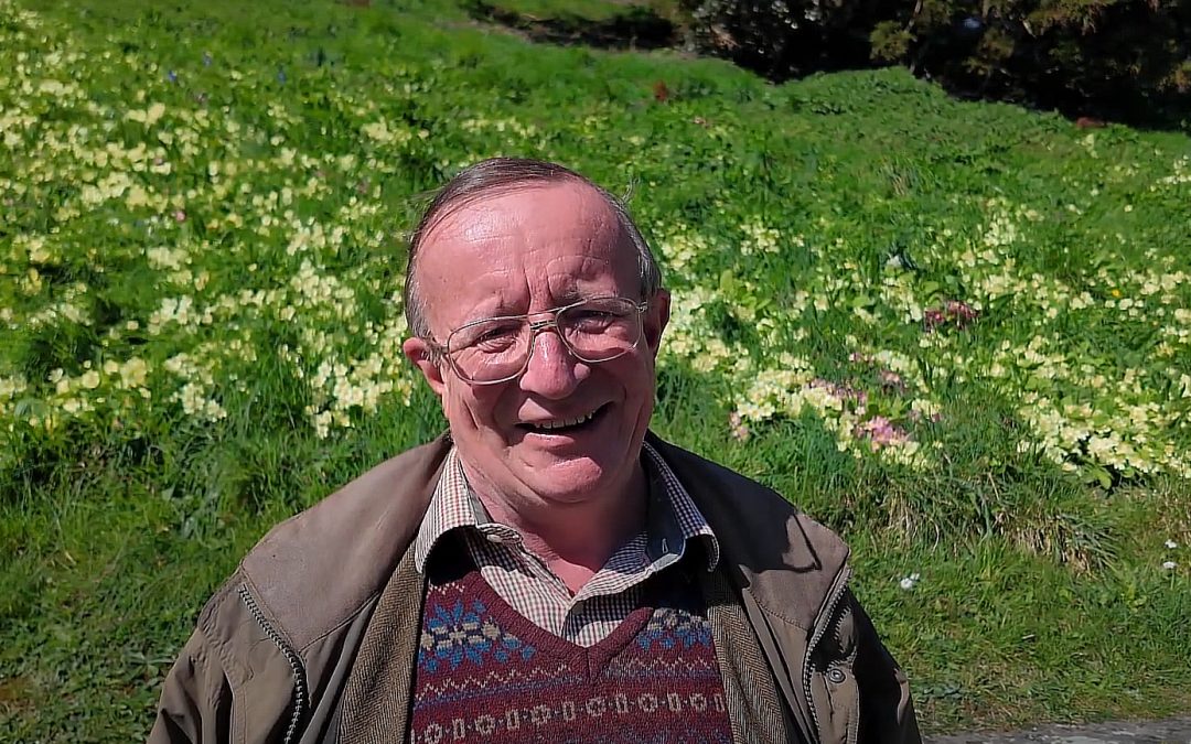 What a show of primroses