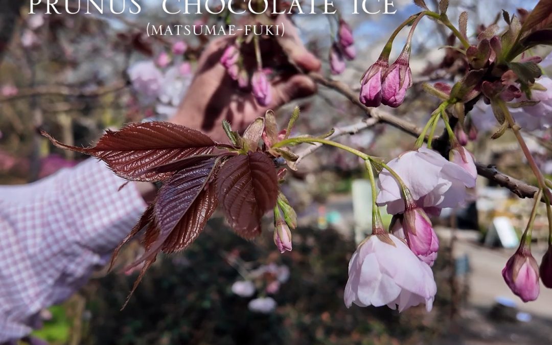 Cherries in Flower for Easter
