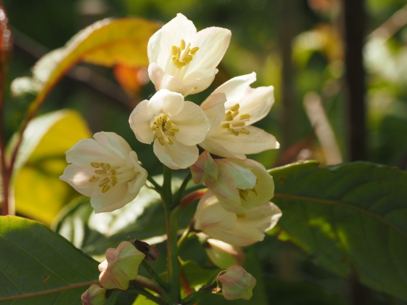 First flowering on this new Parastyrax species nova