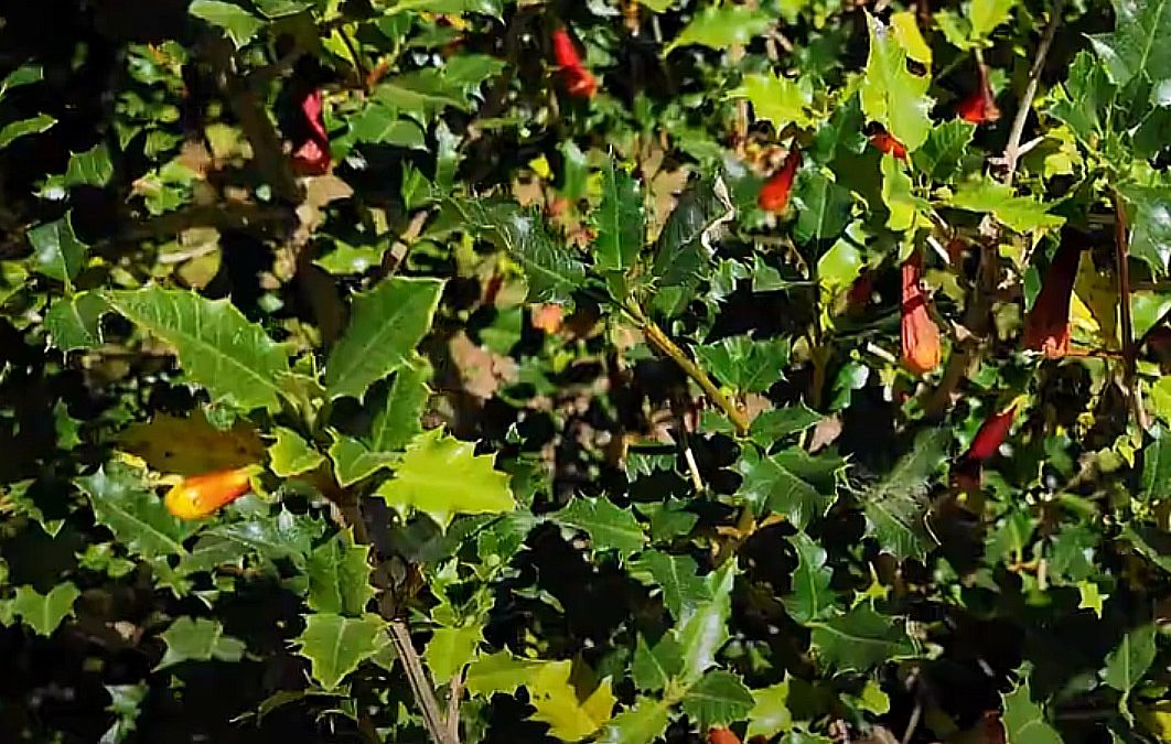 Desfontainia spinosa