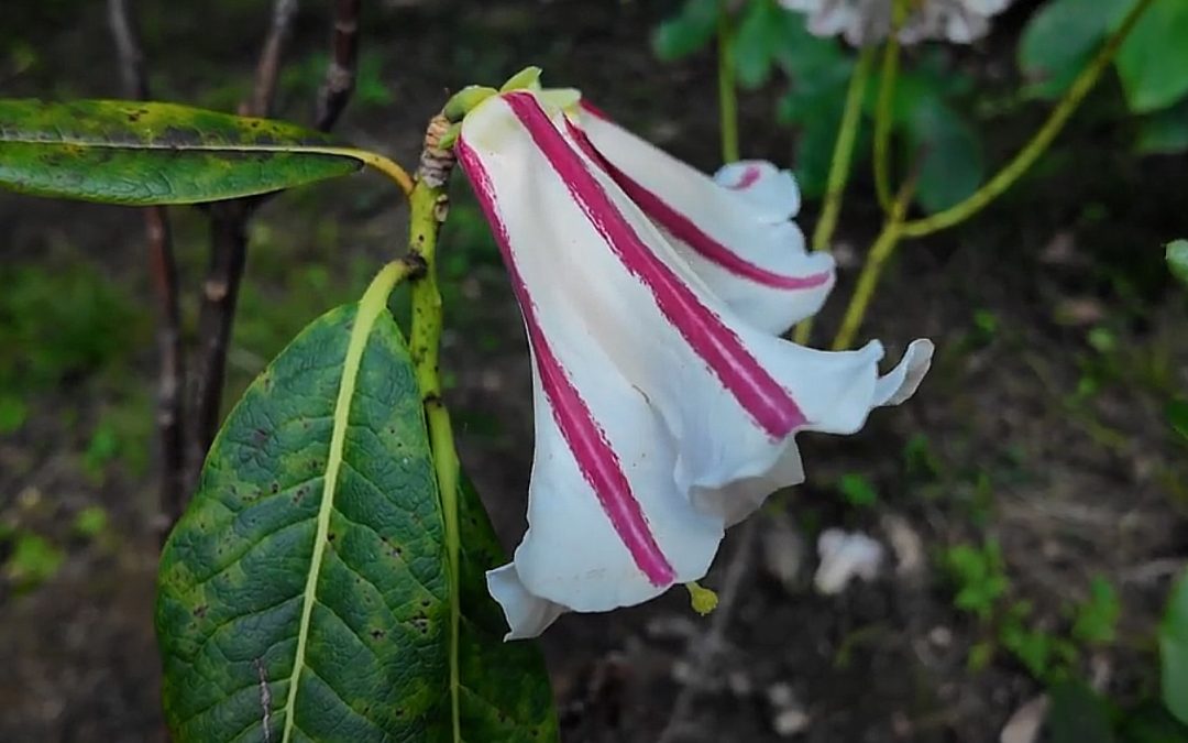 Rhododendron rhabdotum