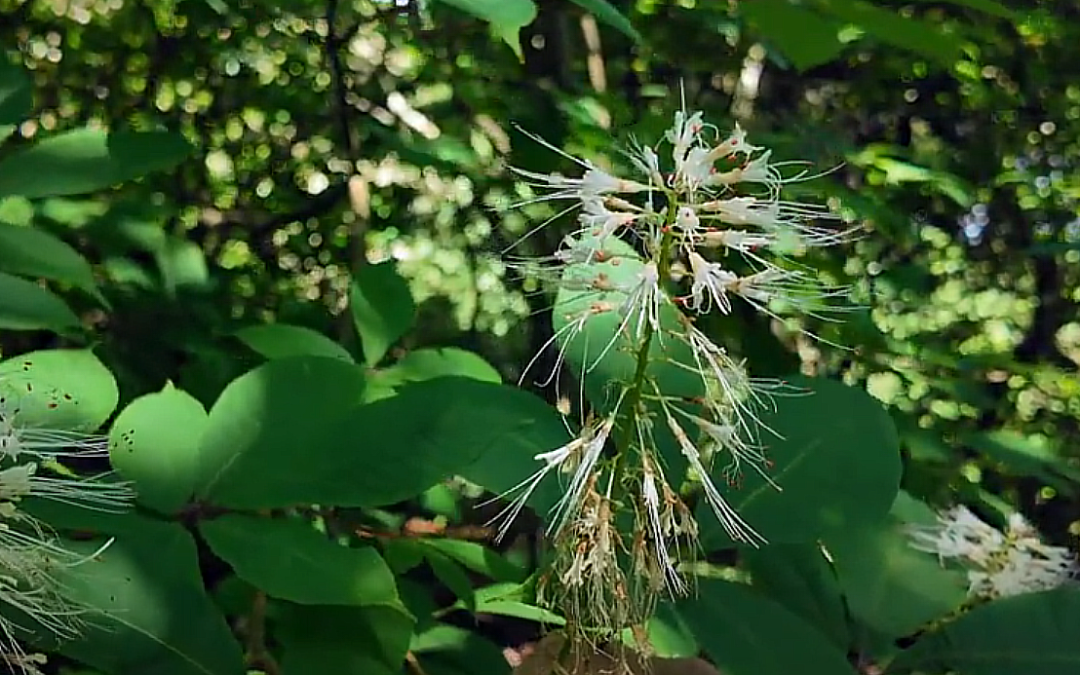 Aesculus parviflora