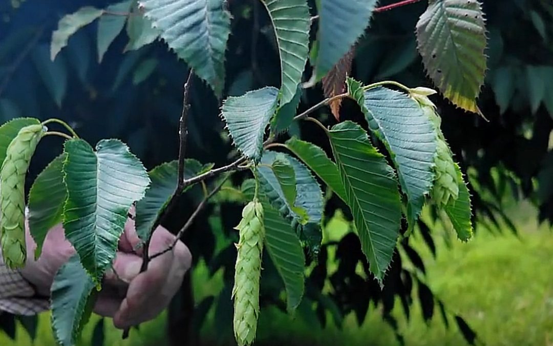 Part 1 of Carpinus species at Caerhays