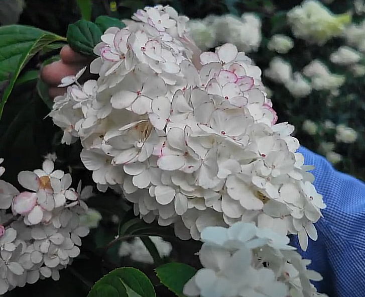 Hydrangea paniculata in flower in July