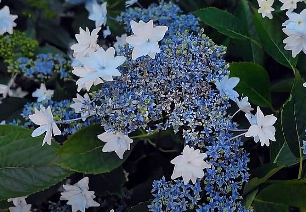 The Best Hydrangeas in July