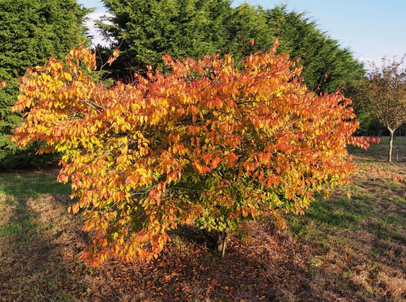 Carpinus Collection at Caerhays
