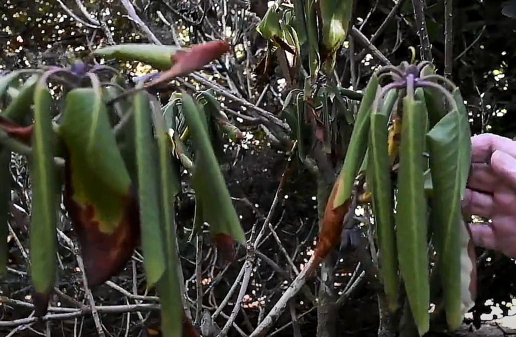 Plants short on water