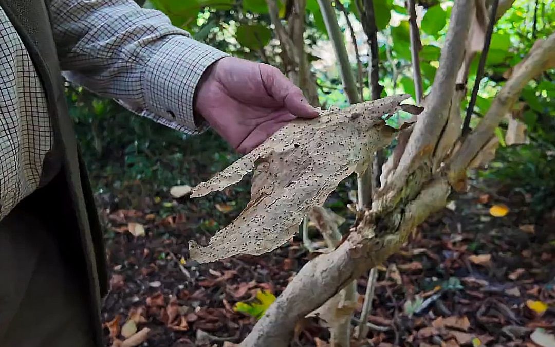 Hydrangea aspera subsp robusta