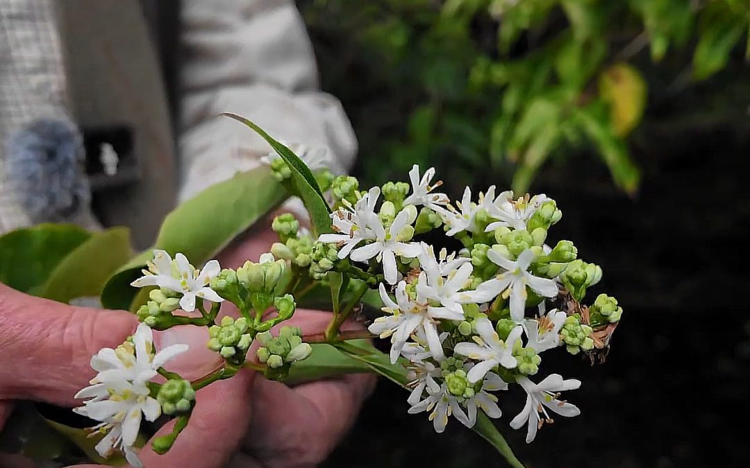 Heptacodium miconioides