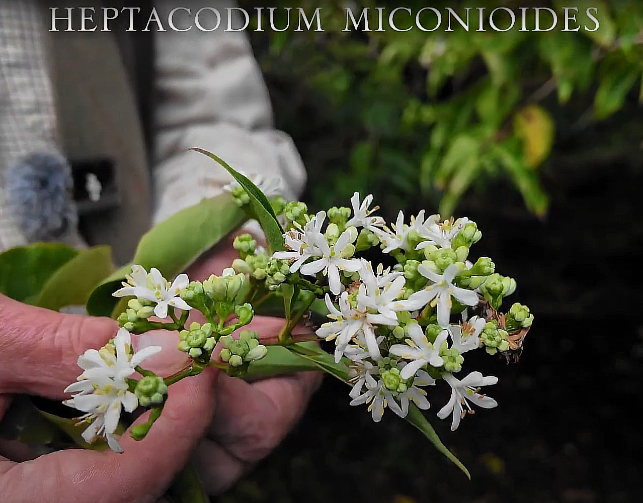 Heptacodium miconioides | Caerhays Estate
