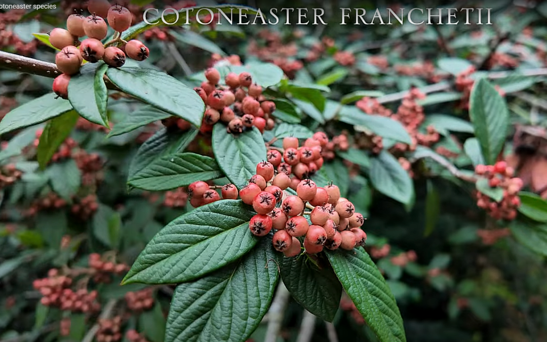 Cotoneaster franchetii