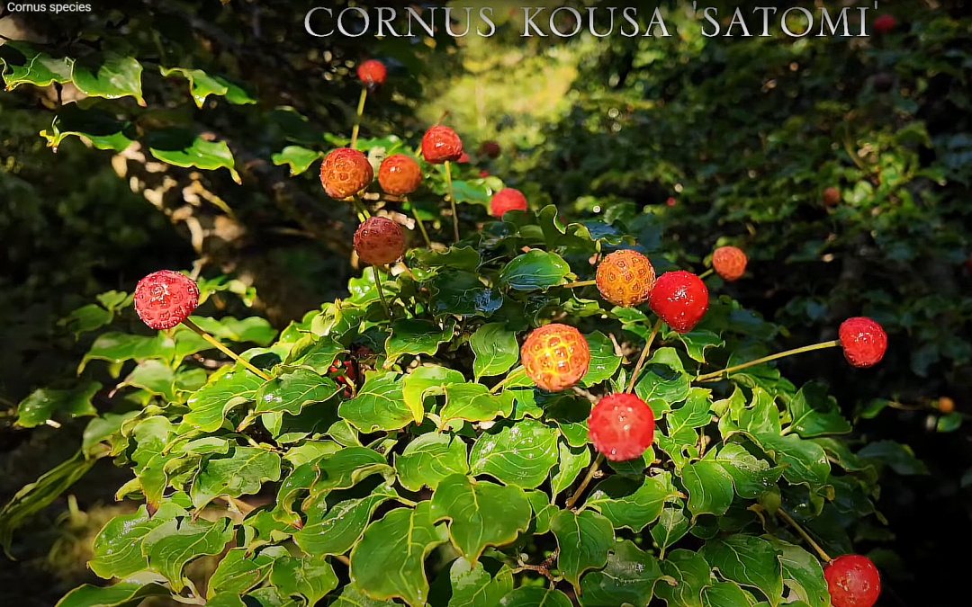 Cornus kousa 'Satomi'