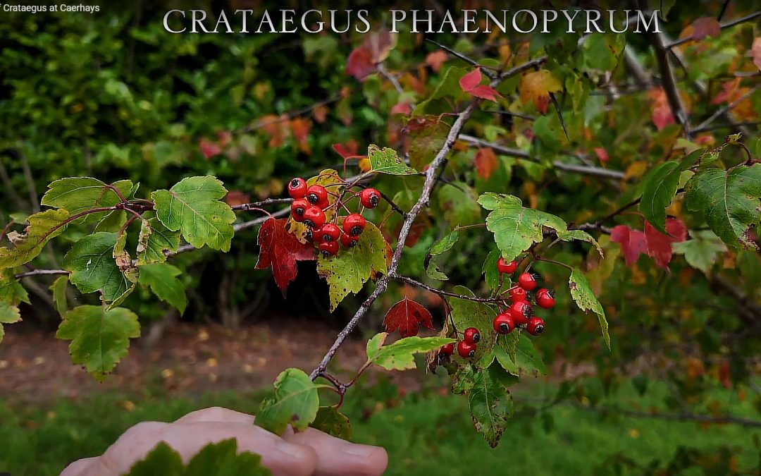 Lots of species of Crateagus (Hawthorn) in October