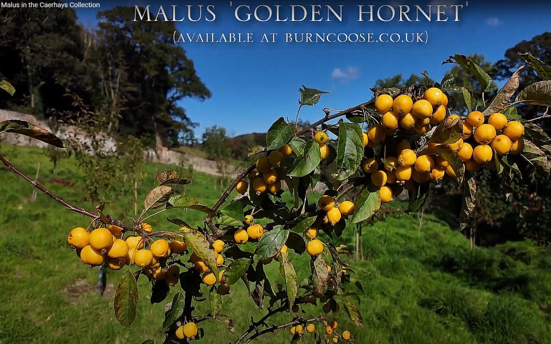 Update to the 3-year old fruiting Malus collection