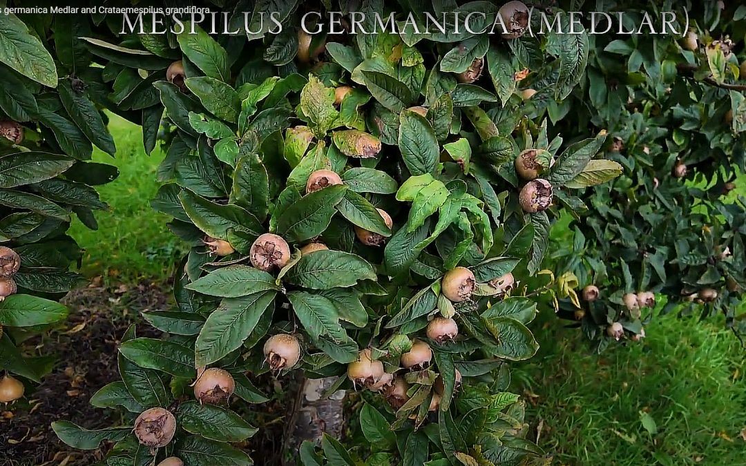 Mespilus germanica (Medlar) and Crataemespilus grandiflora