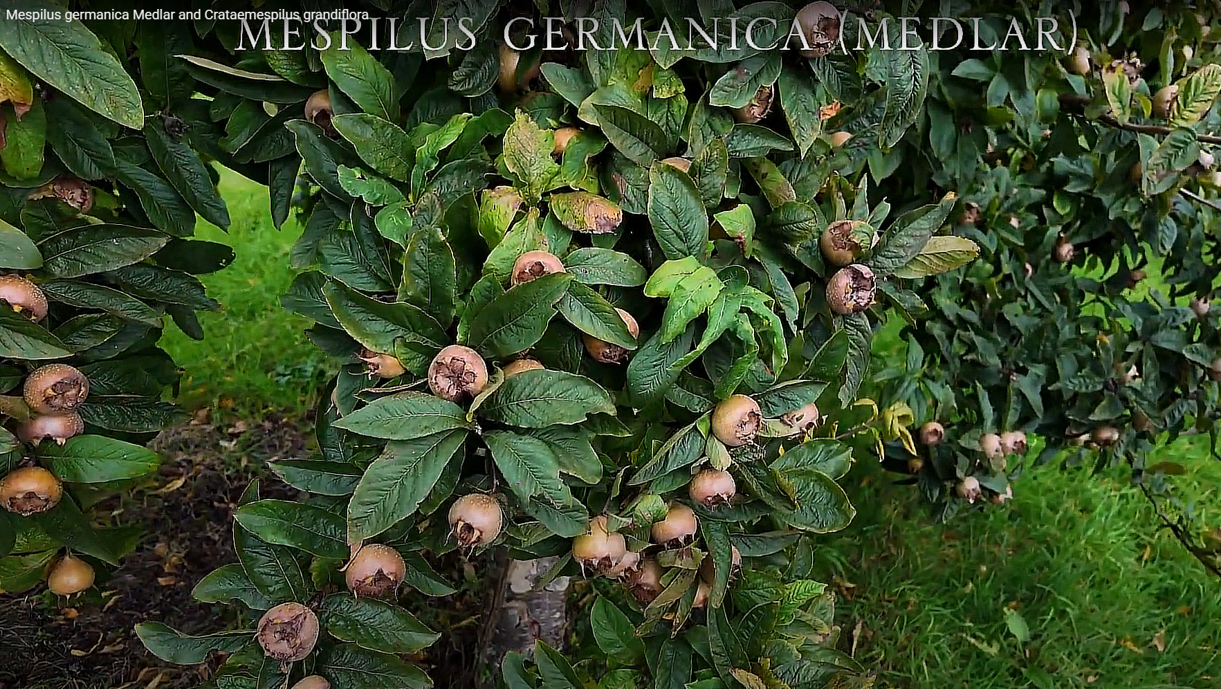 Mespilus Mespilus germanica (Medlar) and Crataemespilus grandiflora | Caerhays ...