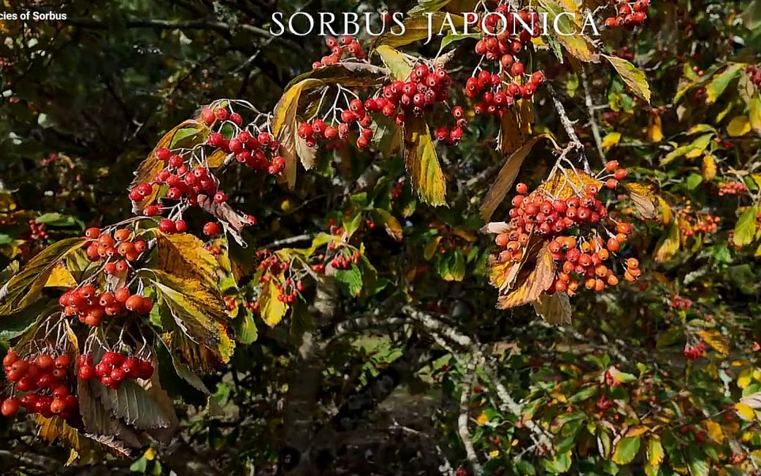 Sobus japonica