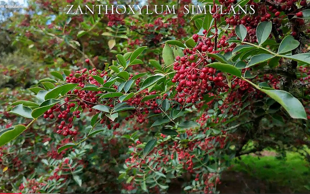 Zanthoxylum simulans full of pepper seeds