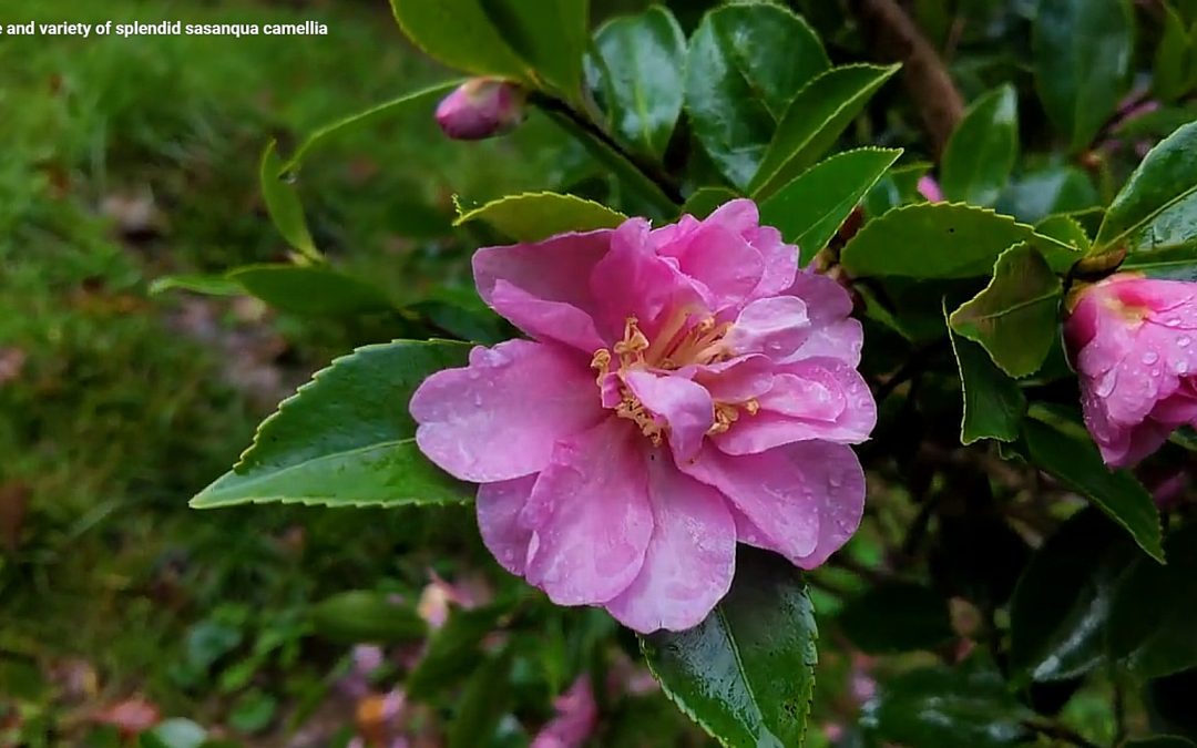 Varieties of Camellia sasanqua