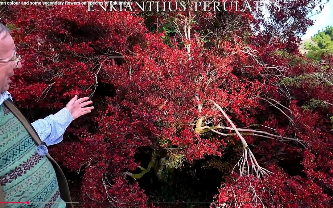 Enkianthus perulatus