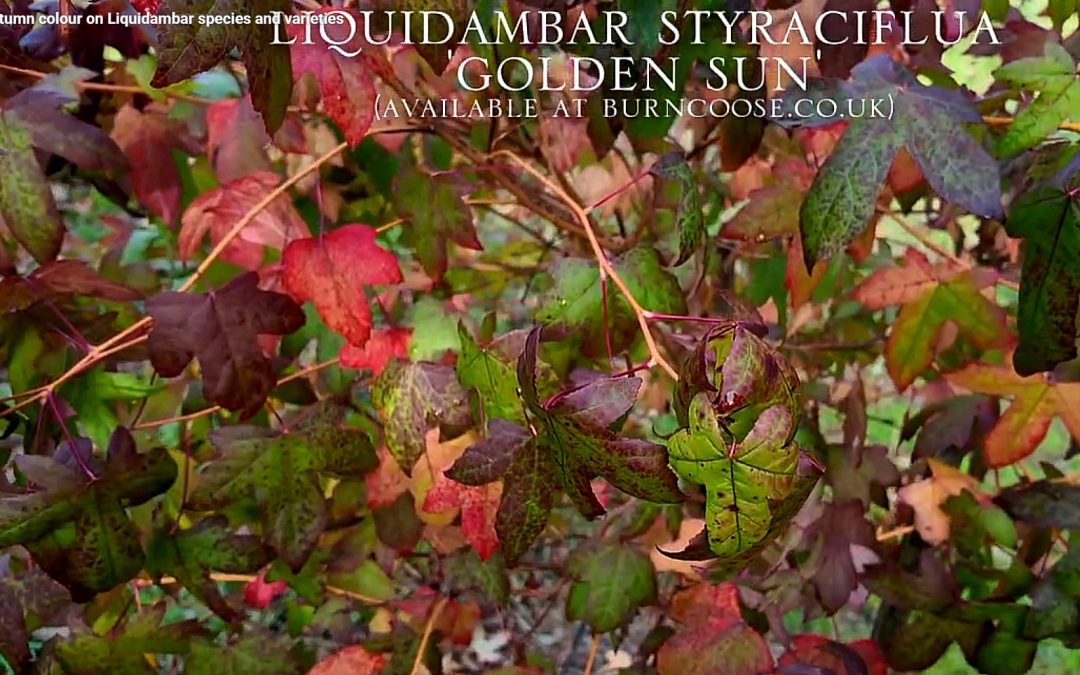 Autumn colours on Liquidambar
