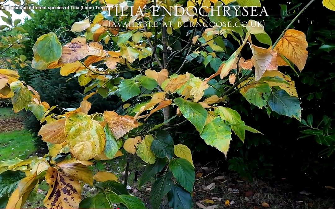 Tilia endochrysea