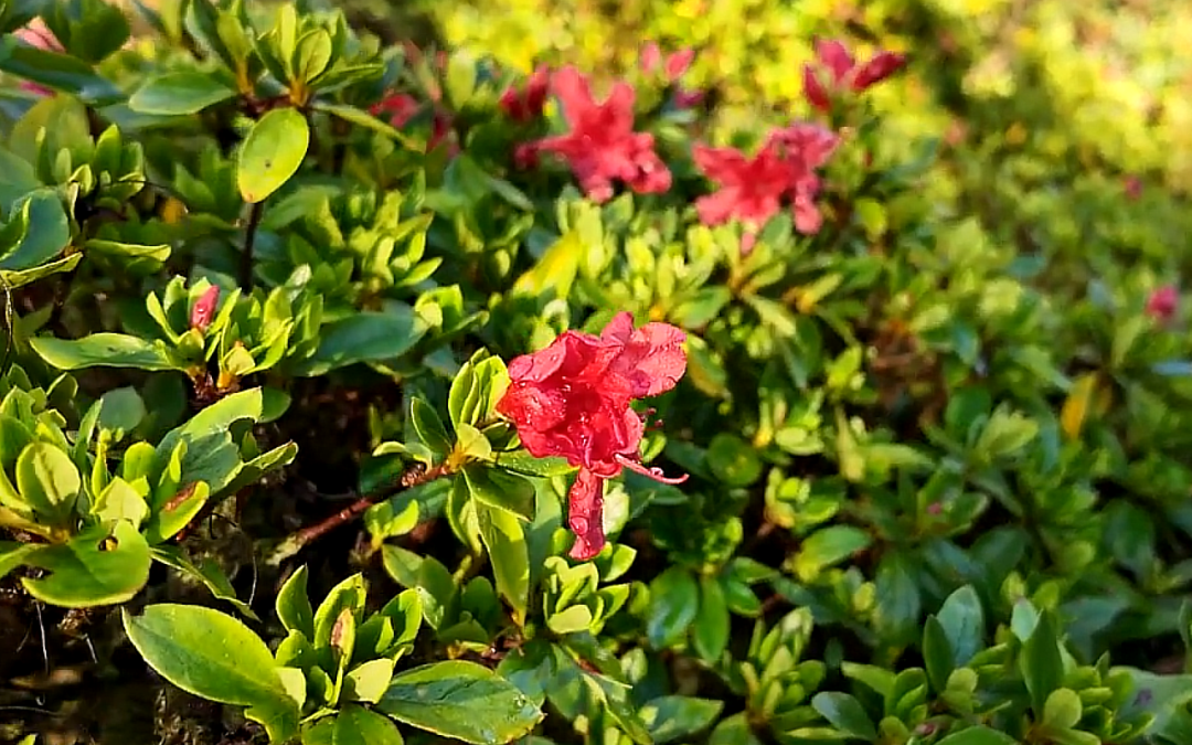 evergreen azalea video