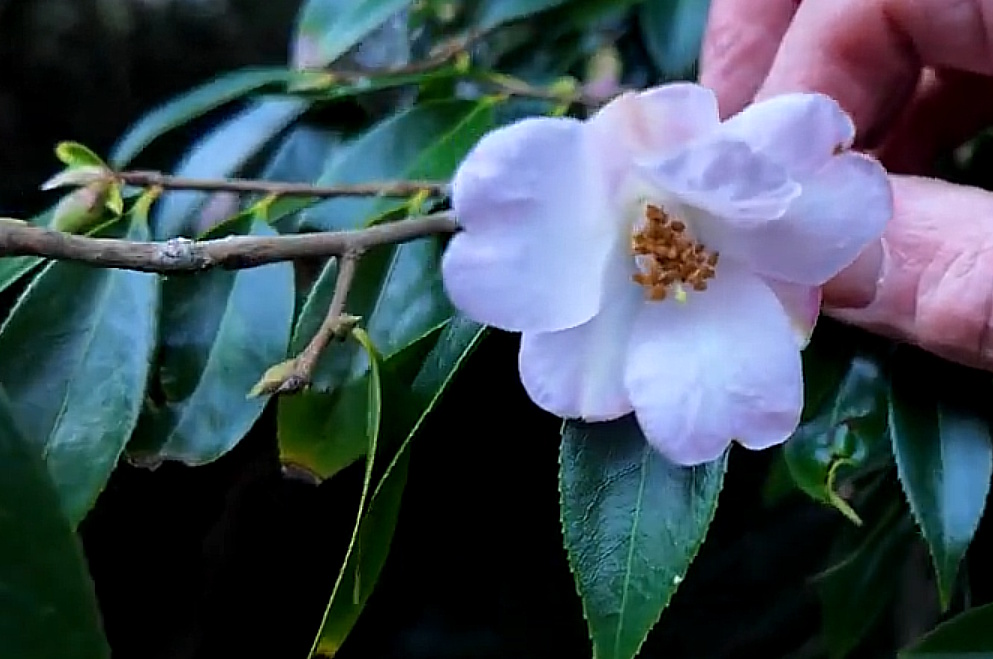 Camellia ‘Cornish Snow’ , ‘Winton’ and ‘Cornish Snow Michael’