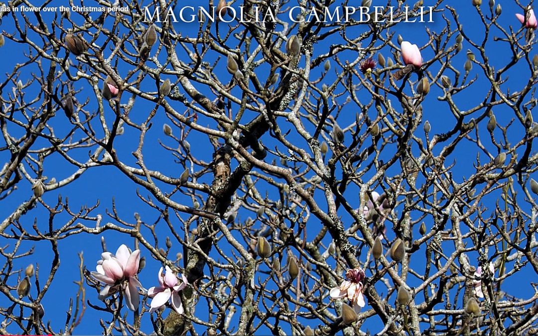 Magnolia campbellii