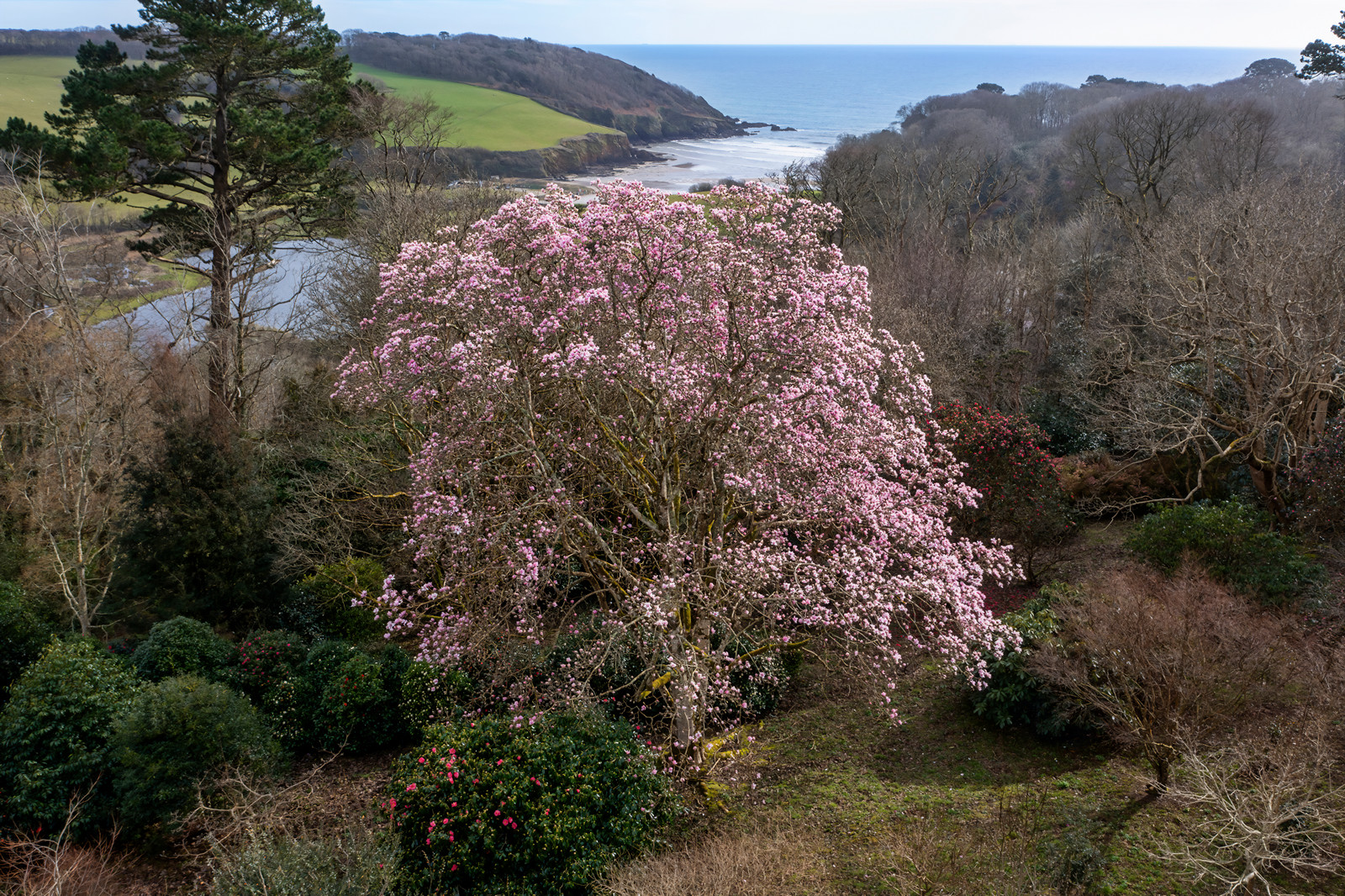 Magnolia tree in full blossom on the Caerhays Estate, Portluney Cove and the ocean can be seen in the background