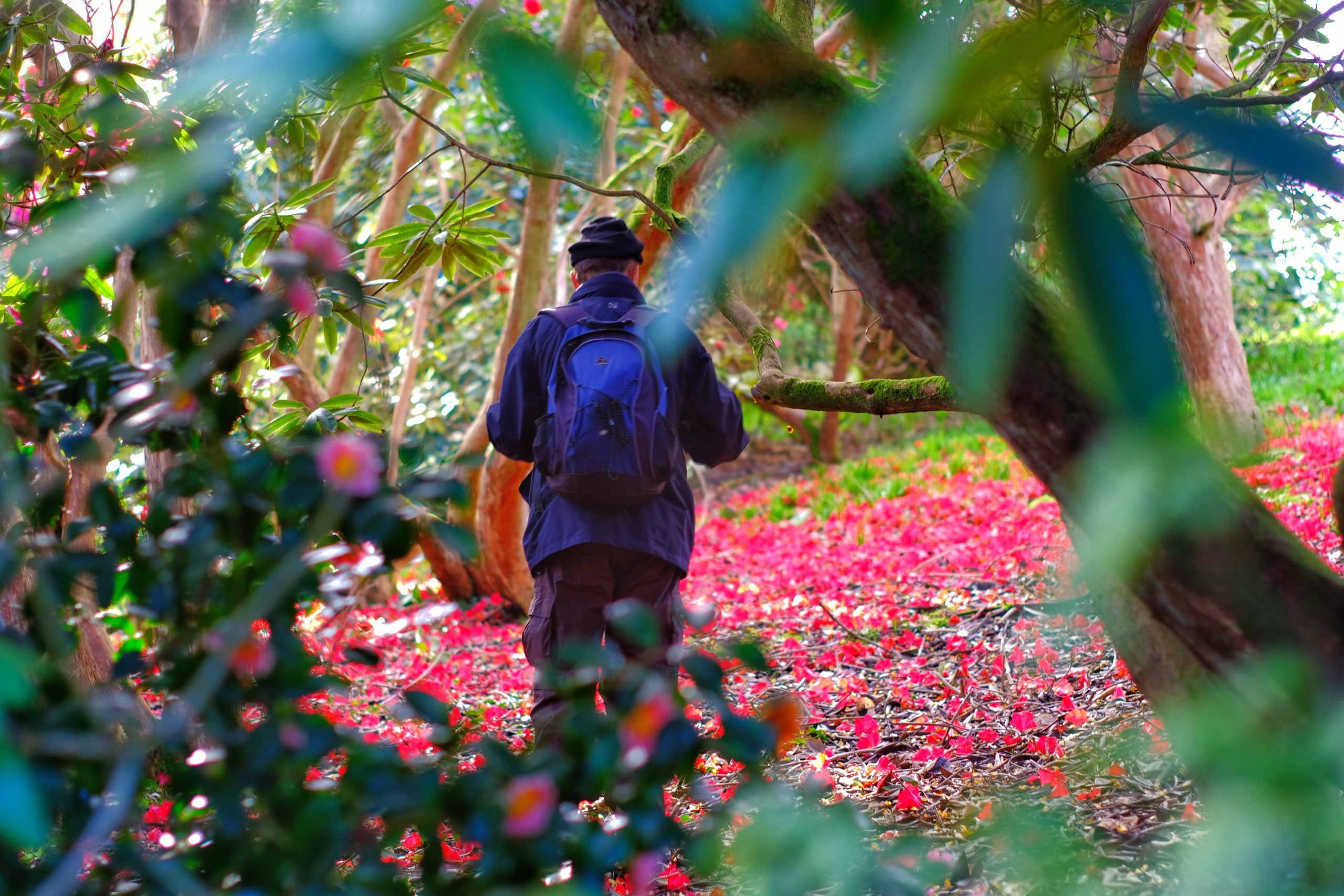 A visitor walks through the blossom-filled woodland gardens at the Caerhays Estate
