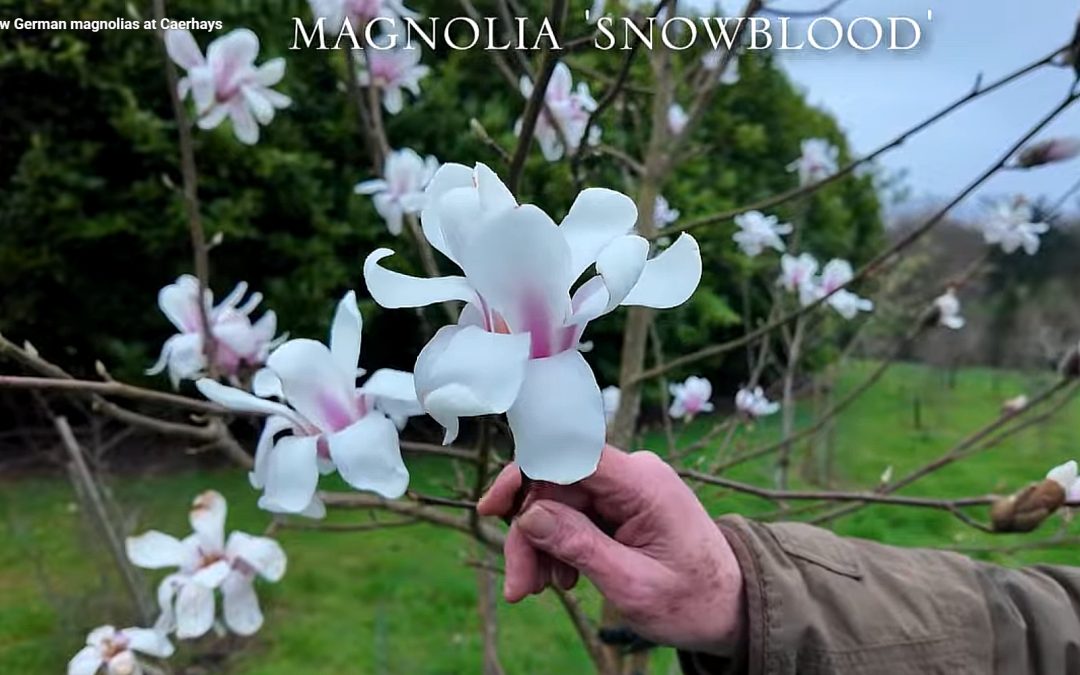 Magnolia 'Snowblood'