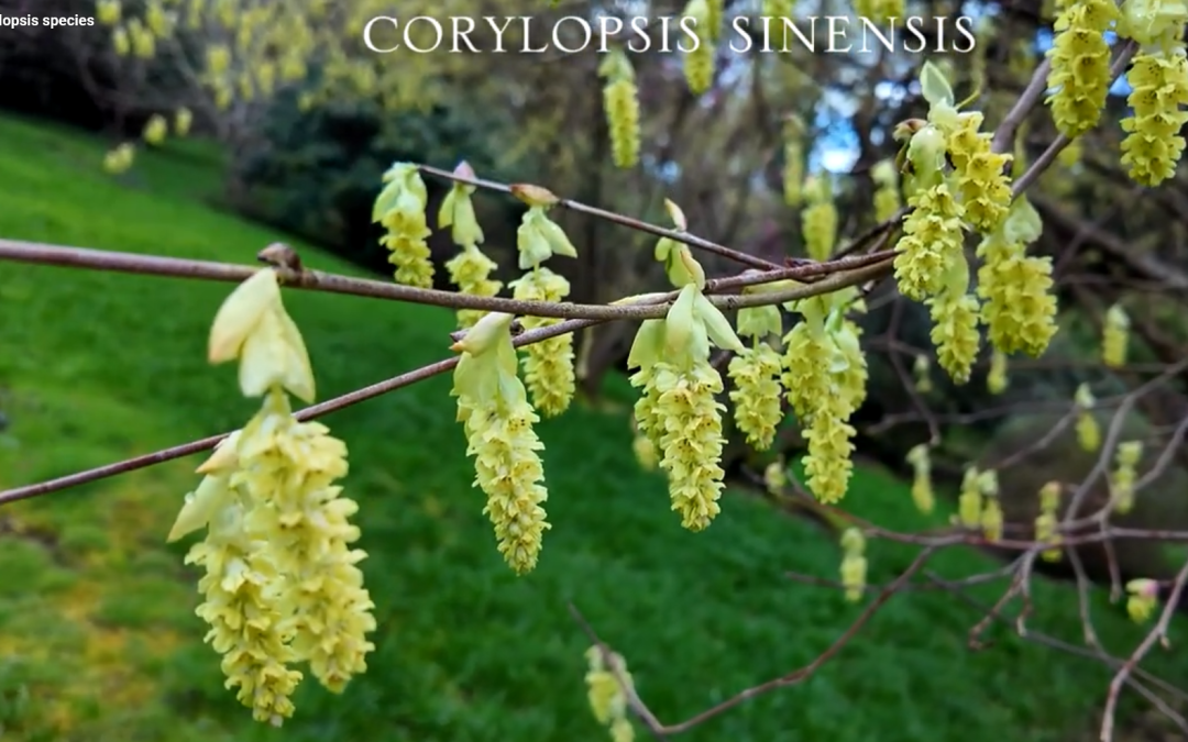 corylopsis_sinensis