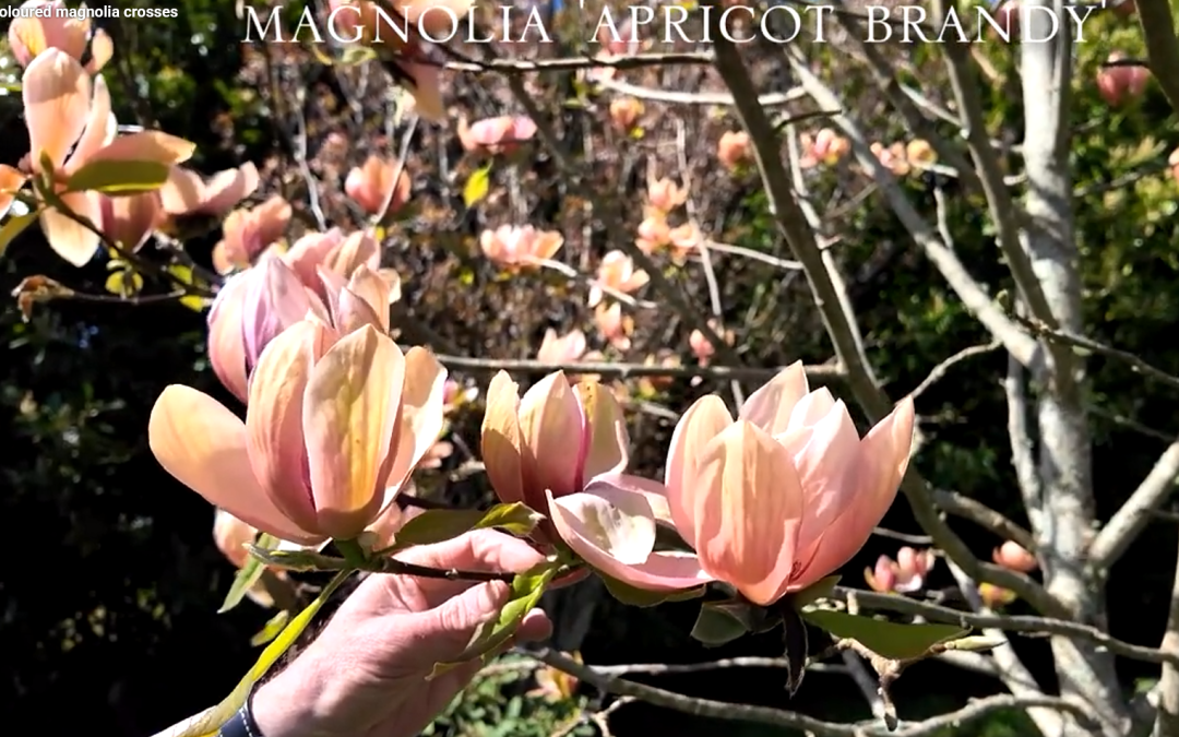 Magnolia 'Apricot Brandy'