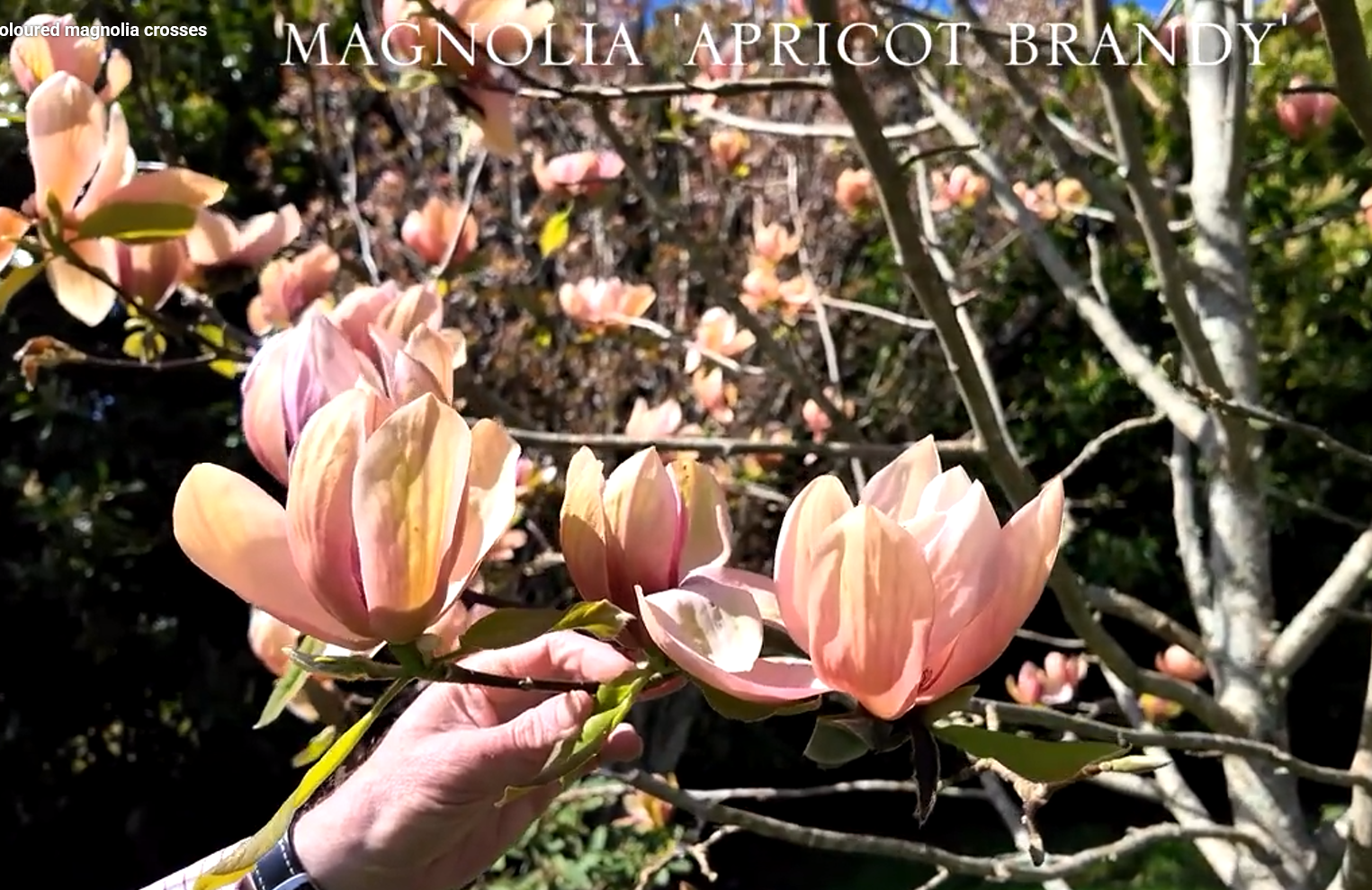 Colour Magnolia Example Multi-coloured magnolia varieties. | Caerhays Estate